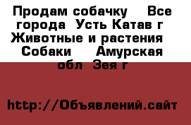 Продам собачку  - Все города, Усть-Катав г. Животные и растения » Собаки   . Амурская обл.,Зея г.